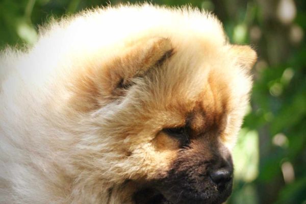 Chow chow cucciolo in vendita chowchowcuccioloinvendita123.jpg