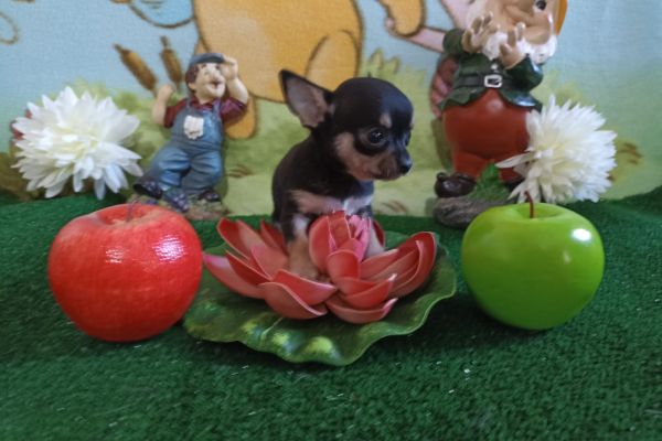 Chihuahua maschio nero focato mini toy chihuahuamaschionerofocatomini1.jpg