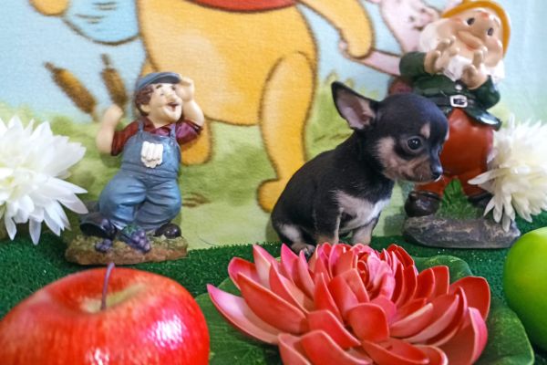 Chihuahua maschio nero focato mini toy chihuahuamaschionerofocatomini1234.jpg