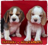 Beagle Cuccioli - Pedigree - Allevamento BeagleCuccioliPedigreeAllevamento.jpg