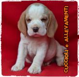 Beagle Cuccioli - Pedigree - Allevamento BeagleCuccioliPedigreeAllevamento1.jpg
