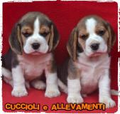 Beagle Cuccioli - Pedigree - Allevamento BeagleCuccioliPedigreeAllevamento12.jpg