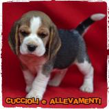 Beagle Cuccioli - Pedigree - Allevamento BeagleCuccioliPedigreeAllevamento1234.jpg