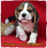 Beagle Cuccioli - Pedigree - Allevamento BeagleCuccioliPedigreeAllevamento12345.jpg