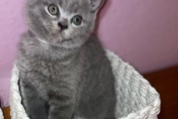 Gattini british di colore blue gattinibritishdicoloreblue.png
