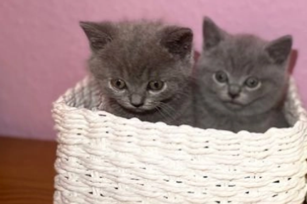 Gattini british di colore blue gattinibritishdicoloreblue1.png