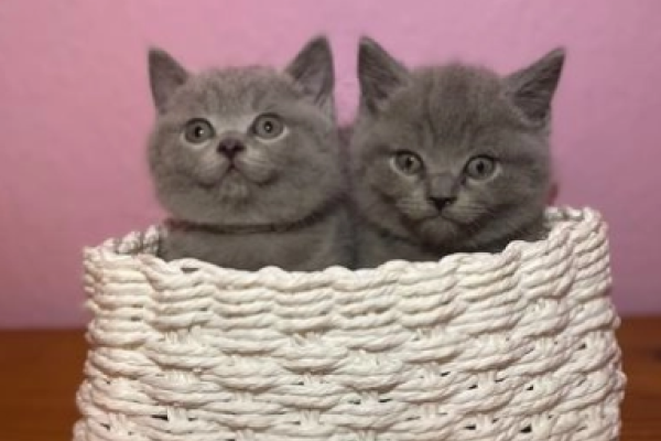 Gattini british di colore blue gattinibritishdicoloreblue12.png