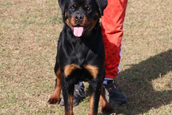 Vendo bellissima Giovane di Rottweiler vendobellissimagiovanedirottwe1.jpeg