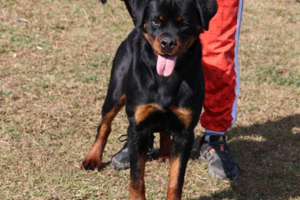 Vendo bellissima Giovane di Rottweiler vendobellissimagiovanedirottwe12.jpeg