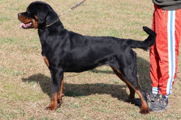 Vendo bellissima Giovane di Rottweiler vendobellissimagiovanedirottwe123.jpeg