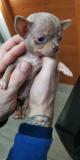 Chihuahua maschio blu con occhi chiari di dimensione teacup Chihuahuamaschiobluconocchichiarididimensioneteacup.jpg