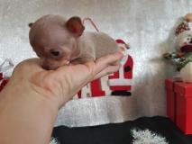 Chihuahua maschio blu con occhi chiari di dimensione teacup Chihuahuamaschiobluconocchichiarididimensioneteacup1.jpg