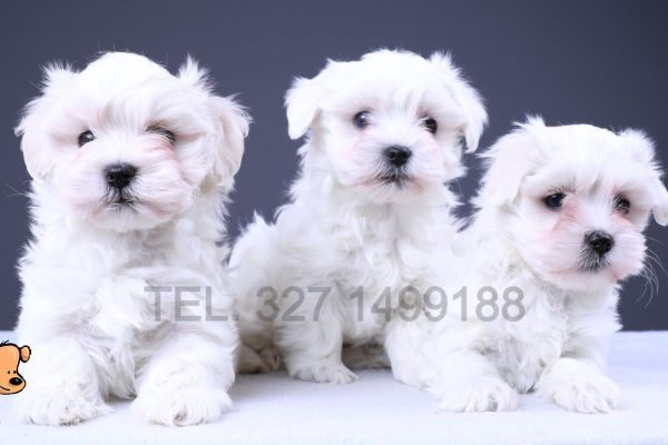 Maltese toy cuccioli bianchi maltesetoycucciolibianchi.jpg