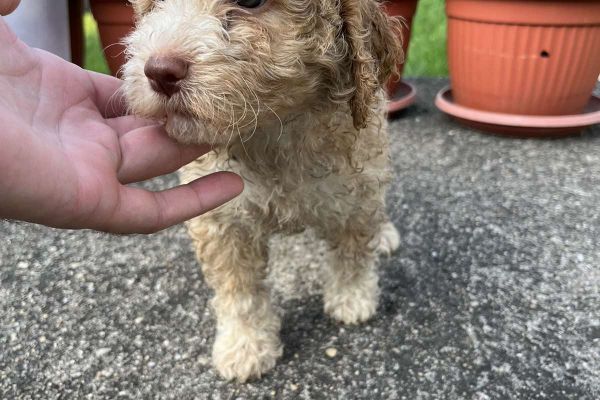 Lagotto Romagnolo cuccioli lagottoromagnolocuccioli1.jpg