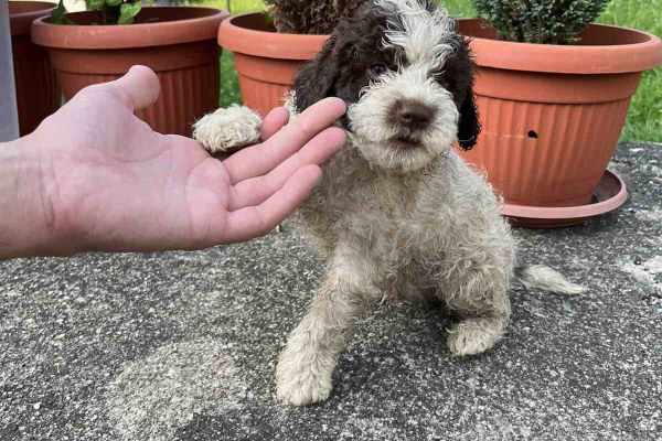 Lagotto Romagnolo cuccioli lagottoromagnolocuccioli12.jpg