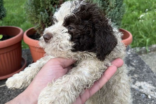 Lagotto Romagnolo cuccioli lagottoromagnolocuccioli123.jpg