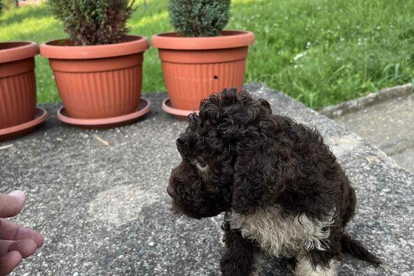 Lagotto Romagnolo cuccioli lagottoromagnolocuccioli12345.jpg