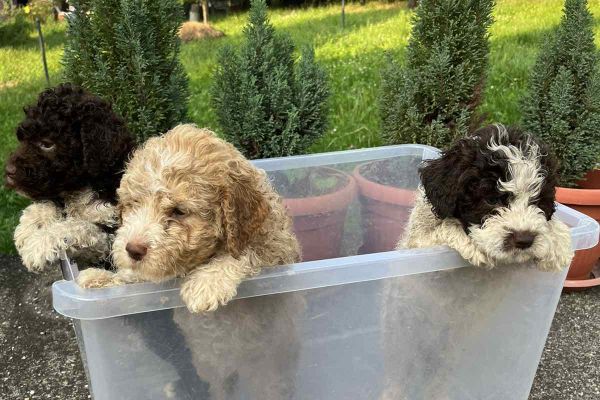 Lagotto Romagnolo cuccioli lagottoromagnolocuccioli123456.jpg