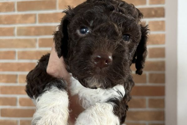 Lagotto Romagnolo cuccioli lagottoromagnolocuccioli1234567.jpg