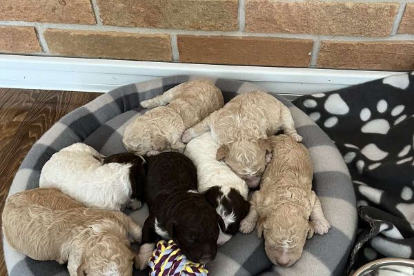 Lagotto Romagnolo cuccioli lagottoromagnolocuccioli123456789.jpg