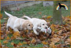 labrador   miele allevamento labradormieleallevamento-5bf68e7bd7ca4.jpg