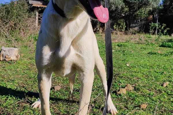 Diana giovane ,incrocio labrador dianagiovaneincrociolabrador.jpg