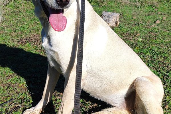 Diana giovane ,incrocio labrador dianagiovaneincrociolabrador12.jpg