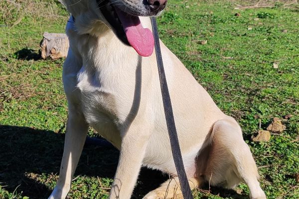 Diana giovane ,incrocio labrador dianagiovaneincrociolabrador123.jpg