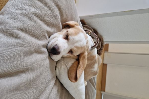Beagle di razza con pedigree beagledirazzaconpedigree12.jpg
