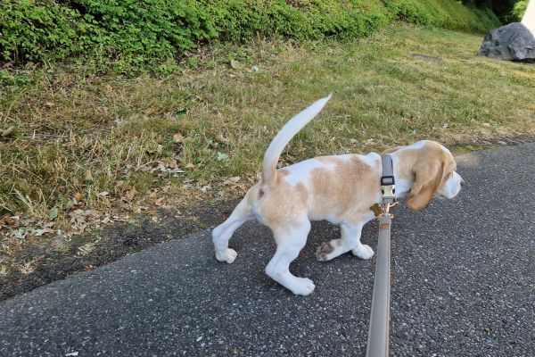 Beagle di razza con pedigree beagledirazzaconpedigree123.jpg