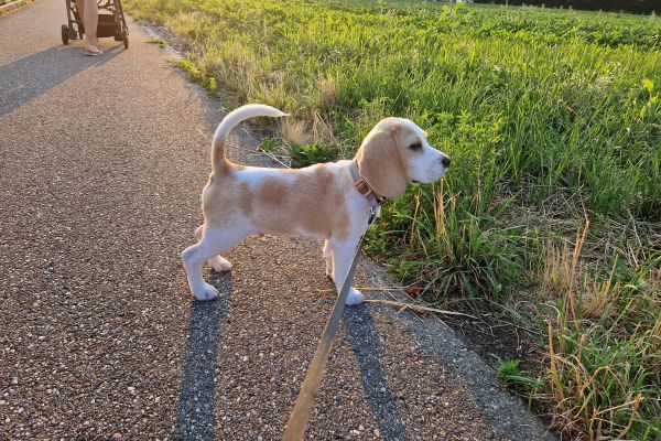 Beagle di razza con pedigree beagledirazzaconpedigree1234.jpg
