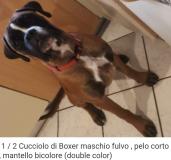 Boxer maschio per accoppiamento Boxermaschioperaccoppiamento.jpg