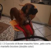 Boxer maschio per accoppiamento Boxermaschioperaccoppiamento1.jpg