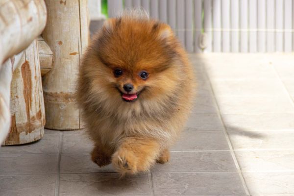 1 Cucciolo Maschio di Spitz Tedesco Nano 1cucciolomaschiodispitztedesco1.jpg