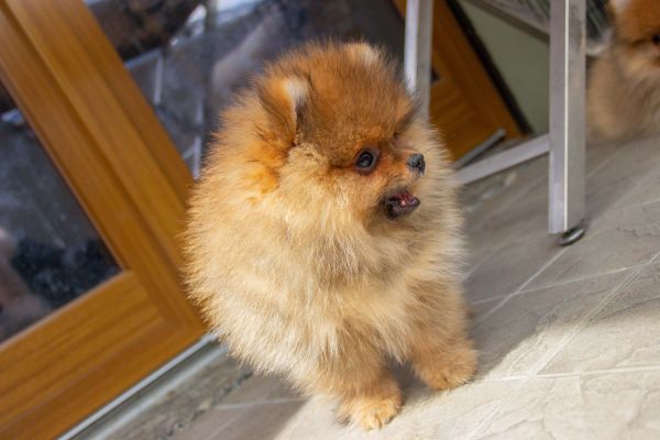 1 Cucciolo Maschio di Spitz Tedesco Nano 1cucciolomaschiodispitztedesco12.jpg