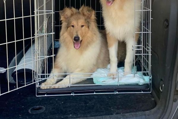 Allevamento collies rough collie Della verde Scozia allevamentocolliesroughcollied1234.jpeg