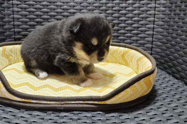 Pomsky cuccioli in vendita pomskycuccioliinvendita12.jpg