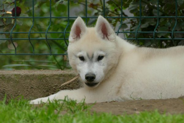 Husky siberiano BELLISSIMO cucciolo huskysiberianobellissimocuccio.jpg