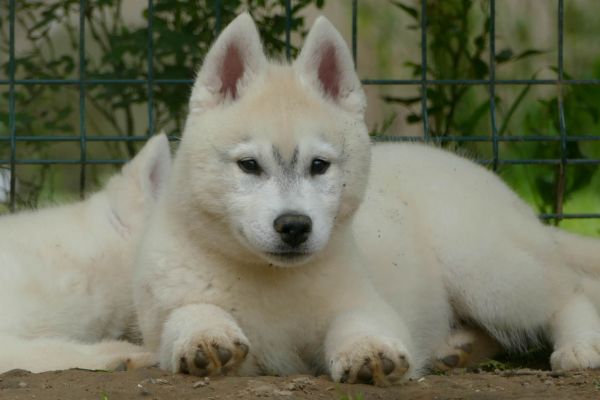 Husky siberiano BELLISSIMO cucciolo huskysiberianobellissimocuccio1.jpg