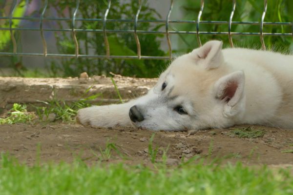 Husky siberiano BELLISSIMO cucciolo huskysiberianobellissimocuccio12.jpg