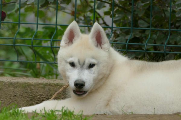 Husky siberiano BELLISSIMO cucciolo huskysiberianobellissimocuccio123.jpg