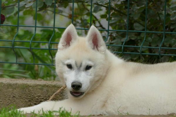 Husky siberiano BELLISSIMO cucciolo huskysiberianobellissimocuccio12345.jpg