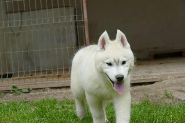 Husky siberiano BELLISSIMO cucciolo huskysiberianobellissimocuccio123456.jpg