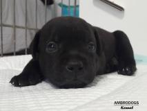 Cuccioli Staffordshire Bull Terrier CuccioliStaffordshireBullTerrier-5f3f8e8b1ced6.jpg