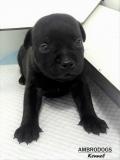 Cuccioli Staffordshire Bull Terrier CuccioliStaffordshireBullTerrier12.jpg