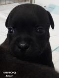 Cuccioli Staffordshire Bull Terrier CuccioliStaffordshireBullTerrier1234.jpg