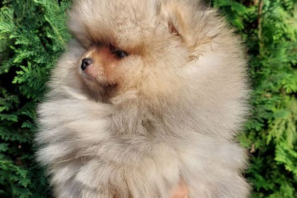 Pomerania cuccioli BOO pomeraniacuccioliboo1234.jpg