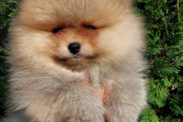 Pomerania cuccioli BOO pomeraniacuccioliboo1234567.jpg