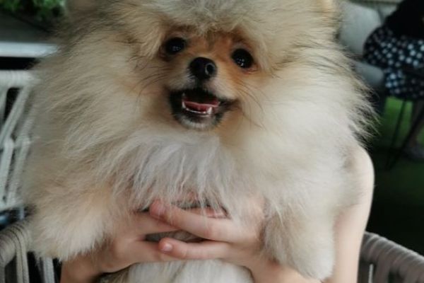Pomerania cuccioli BOO pomeraniacuccioliboo123456789.jpg