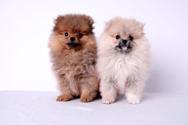 Pomerania cuccioli pomeraniacuccioli.jpg